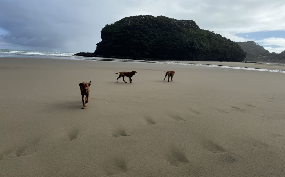 Oceansridge Rhodesian Ridgebacks